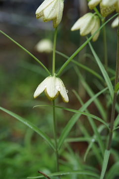 春の氷雨