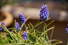 道端の草花