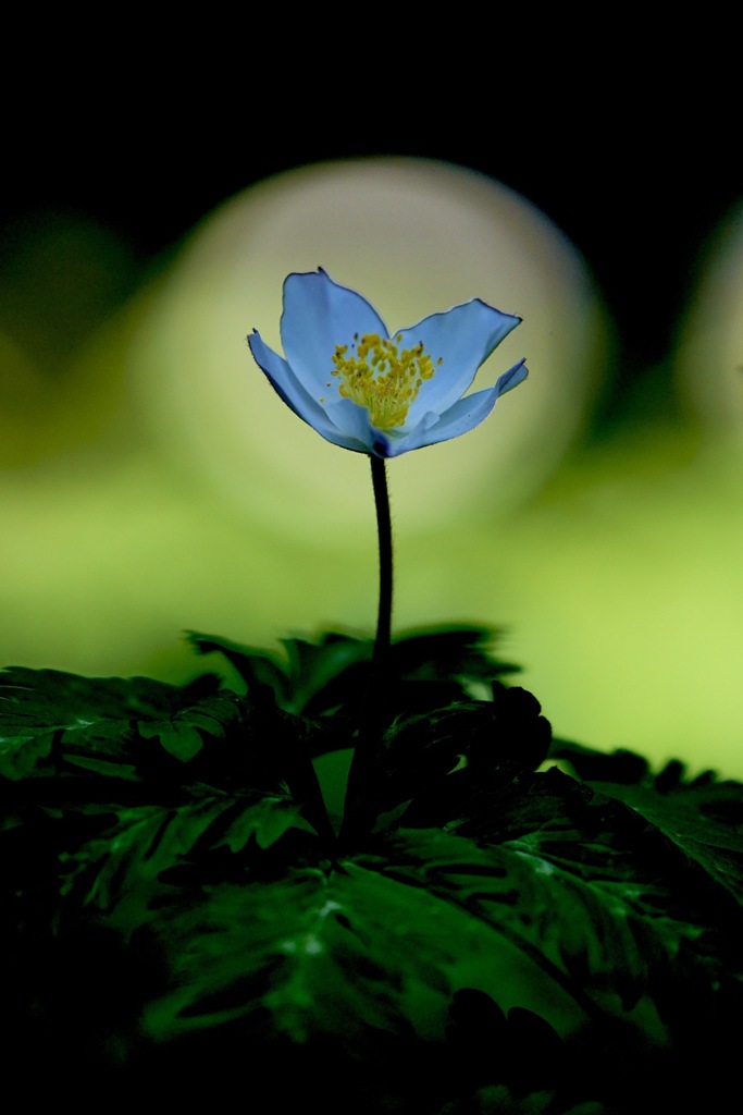 春の夢　一輪草