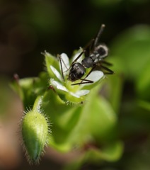 アリさんの花粉集め