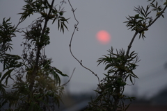 初めての夕陽