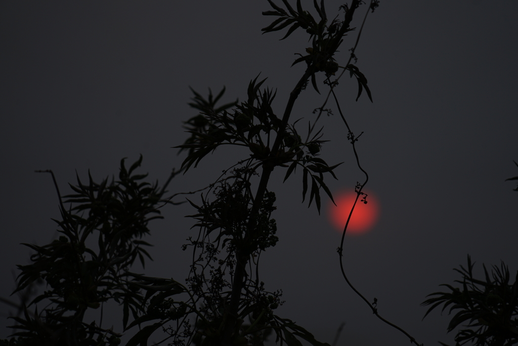 初めての夕陽