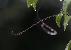 雨秋