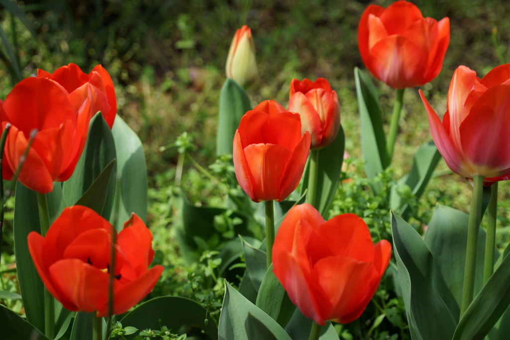 チューリップが咲いた