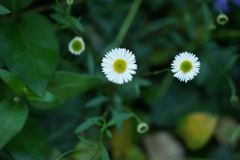 ペラペラヨメナ