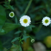 ペラペラヨメナ