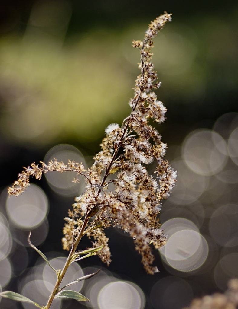 unfocused lights