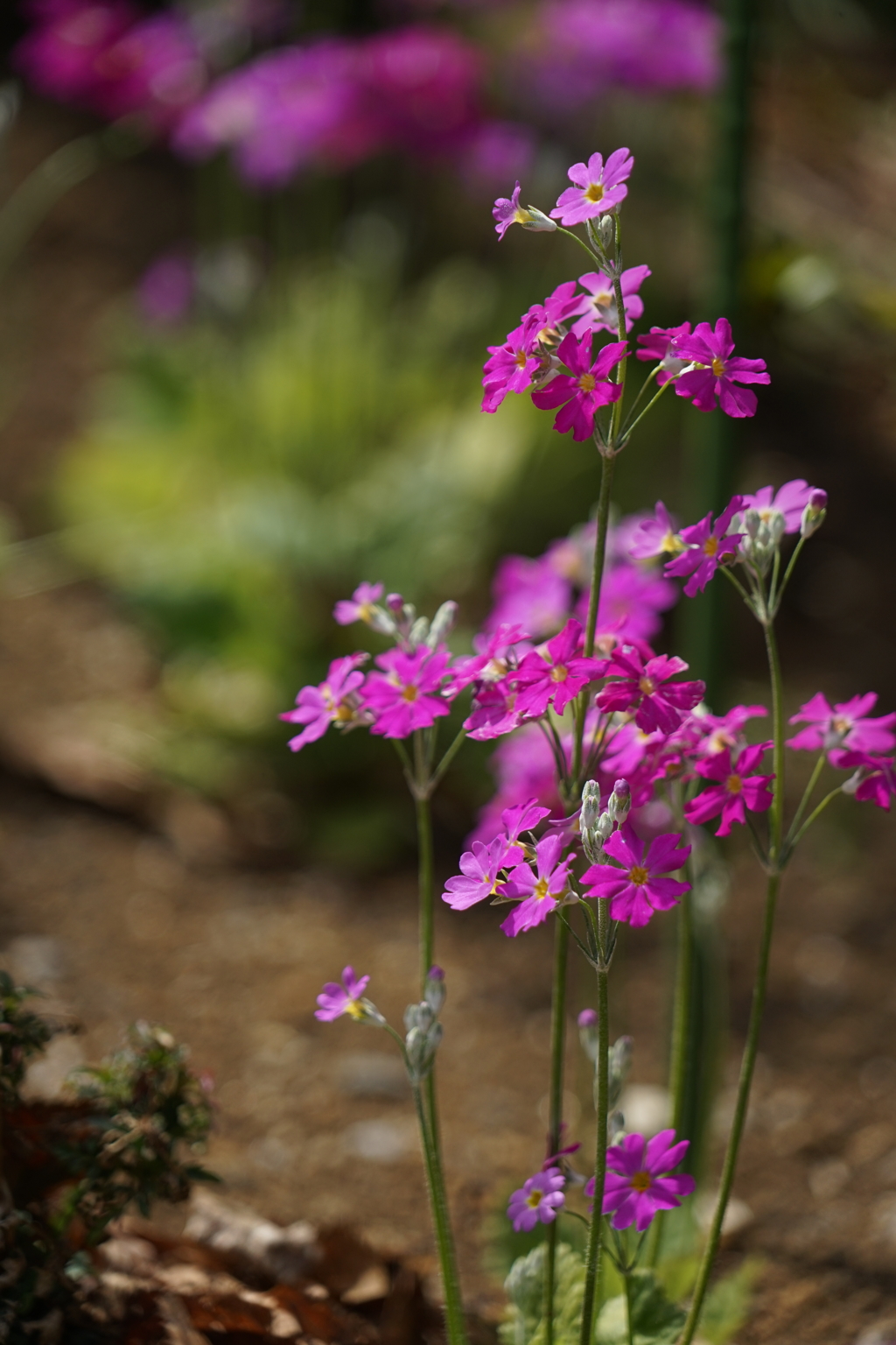 道端の草花