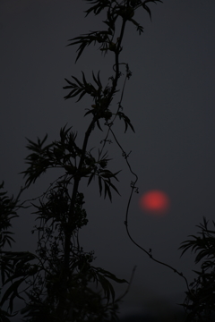 初めての夕陽