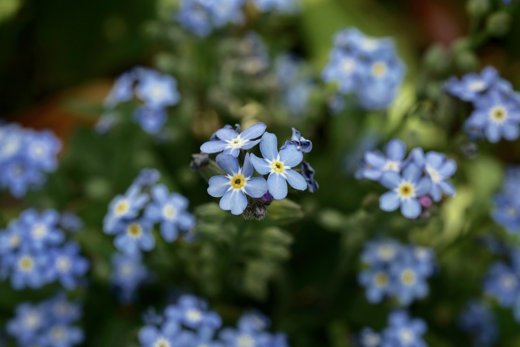 Forget me not