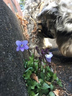 犬散歩