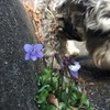 犬散歩