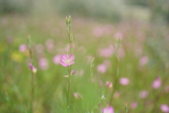 赤花夕化粧群落