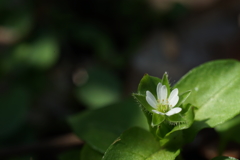 道端の草花