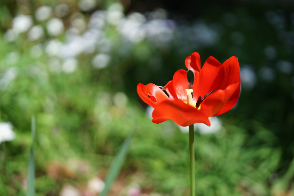紅一点