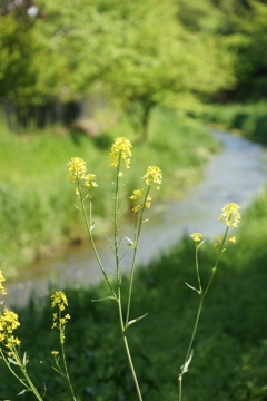 川辺の菜の花