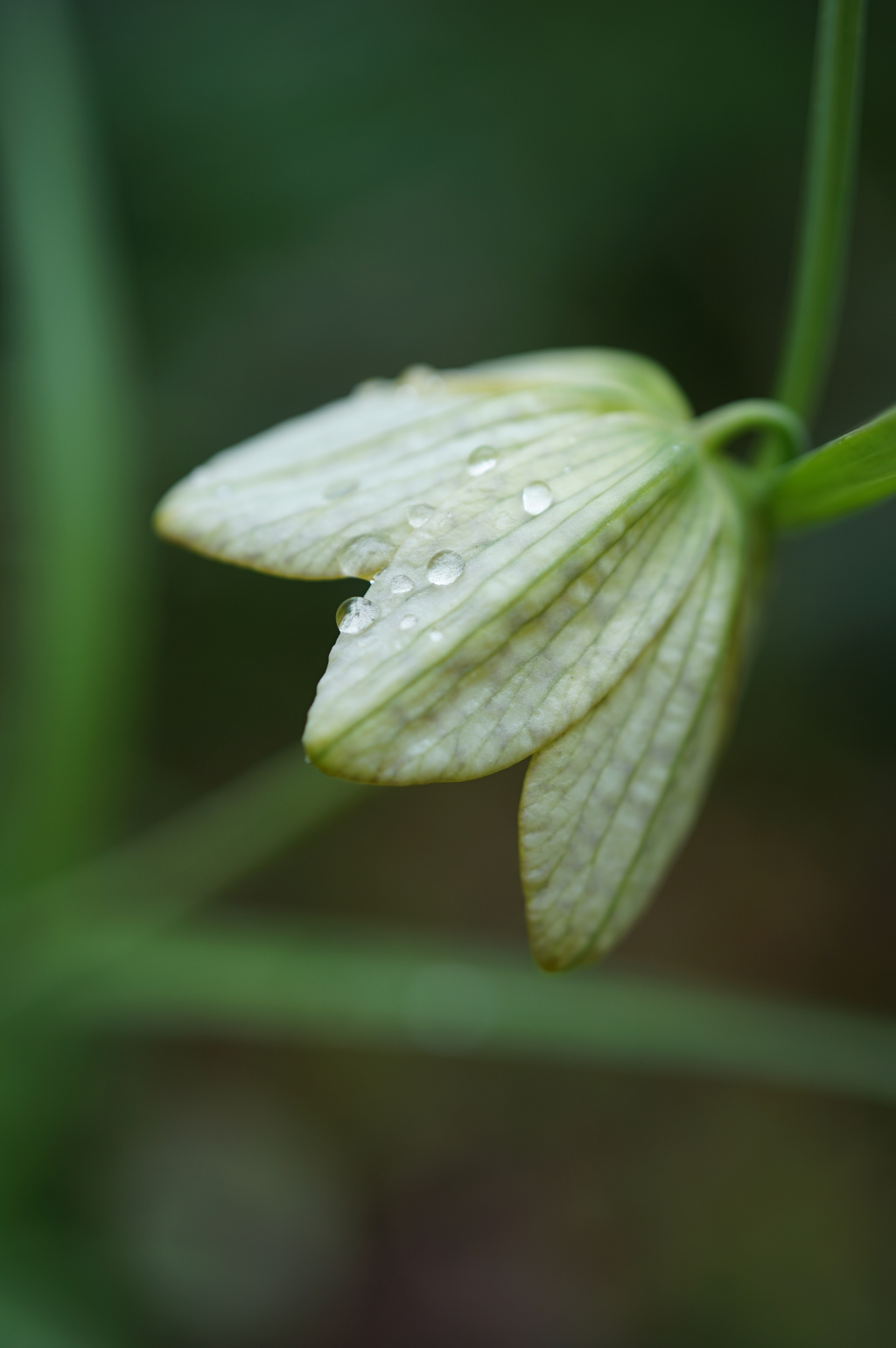 春の氷雨