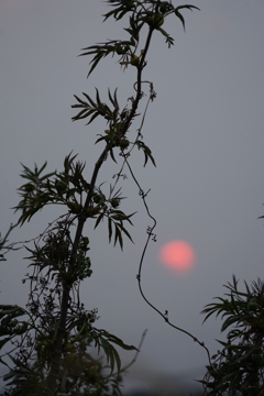 初めての夕陽