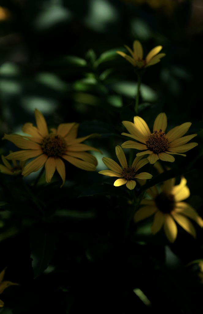 光る花弁