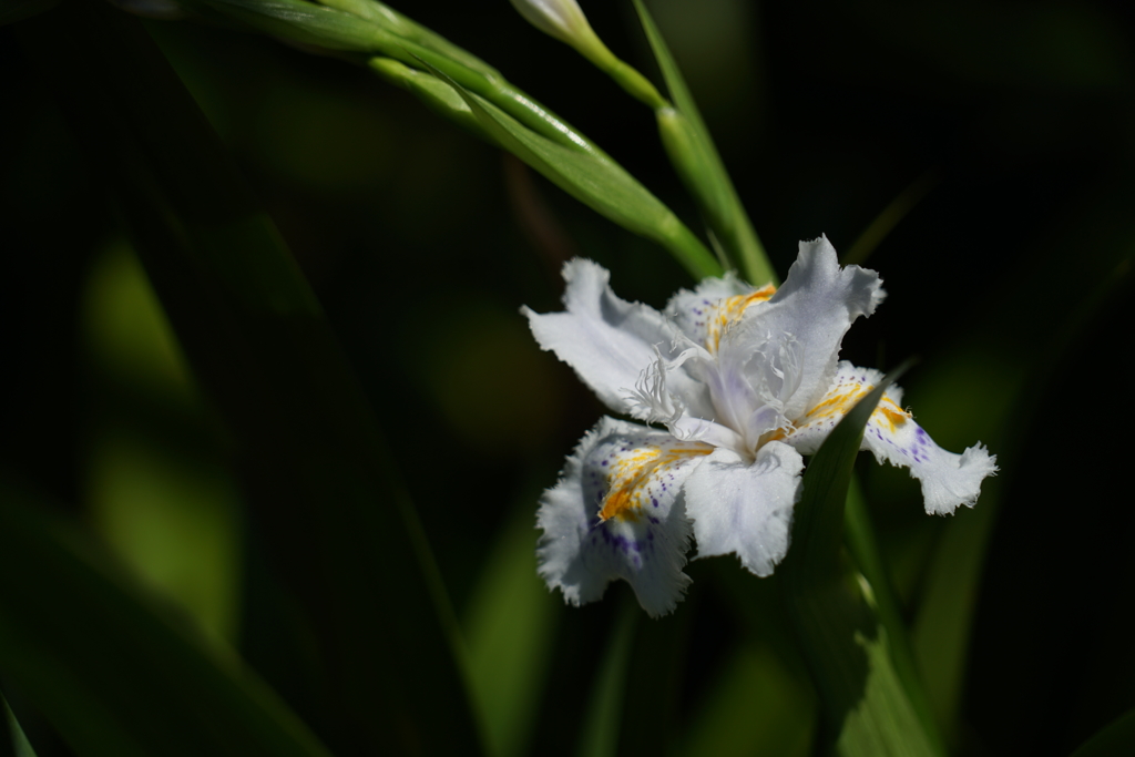 道端の草花