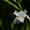 道端の草花