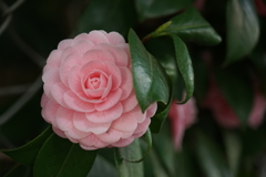 道端の草花