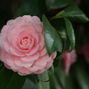 道端の草花
