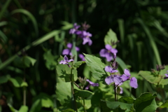 道端の草花