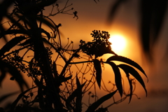 今日の夕日