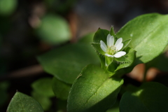 道端の草花