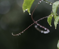 秋の雨