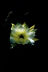 Mysterious light