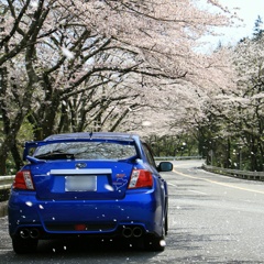 桜吹雪
