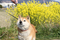 愛犬との散歩
