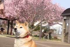 愛犬との散歩02