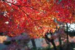 紅の宴2