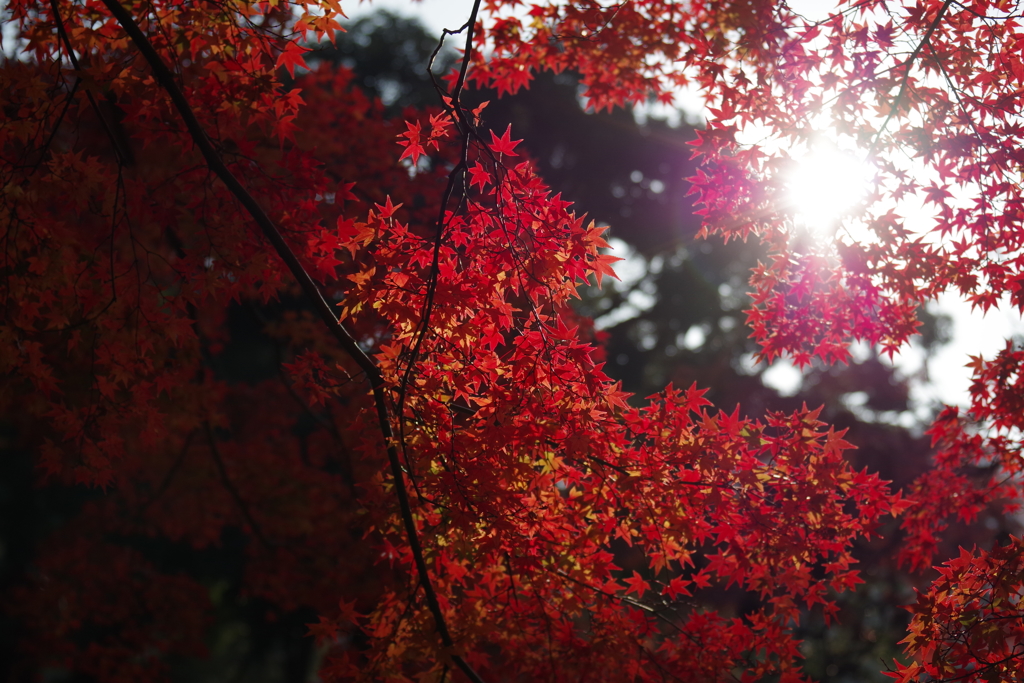 紅の宴