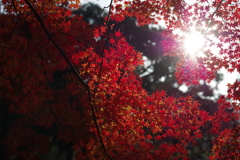 紅の宴