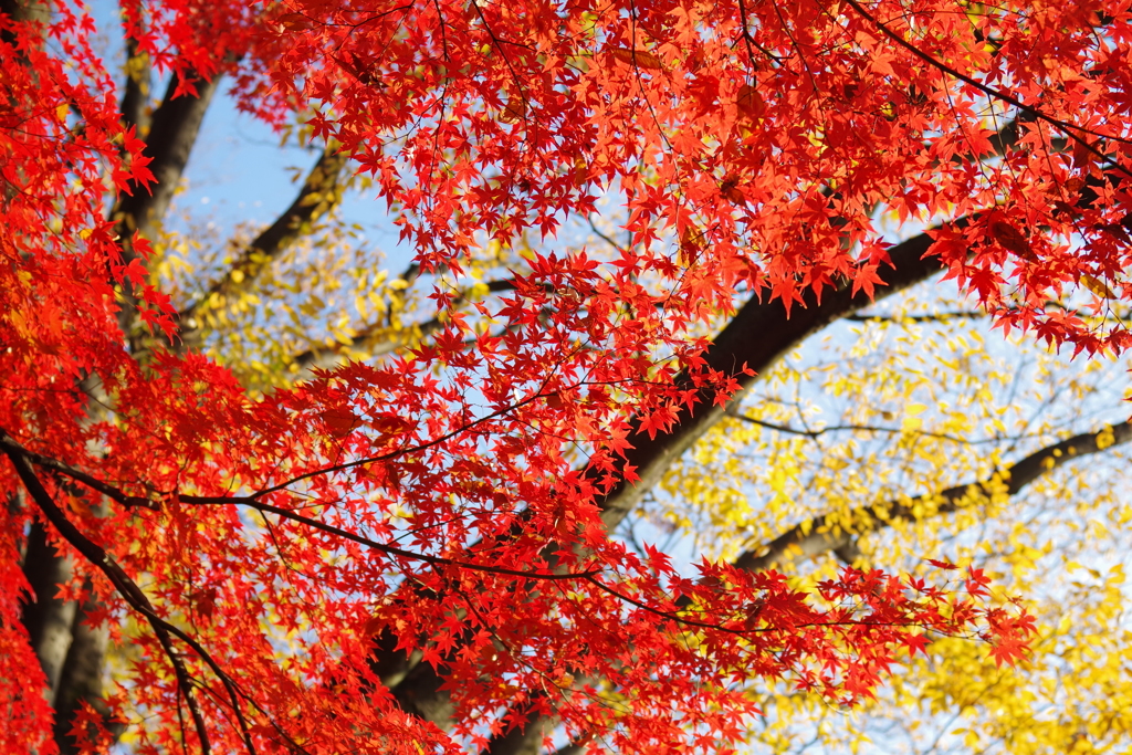 紅の宴3