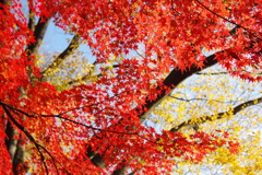 紅の宴3