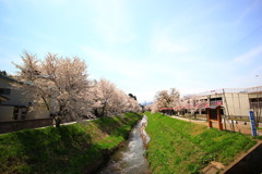 桜