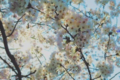 希望の春