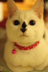 Haru