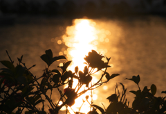 夕日