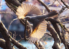 飛び立つヒヨドリ