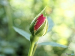 空を飛べたなら…