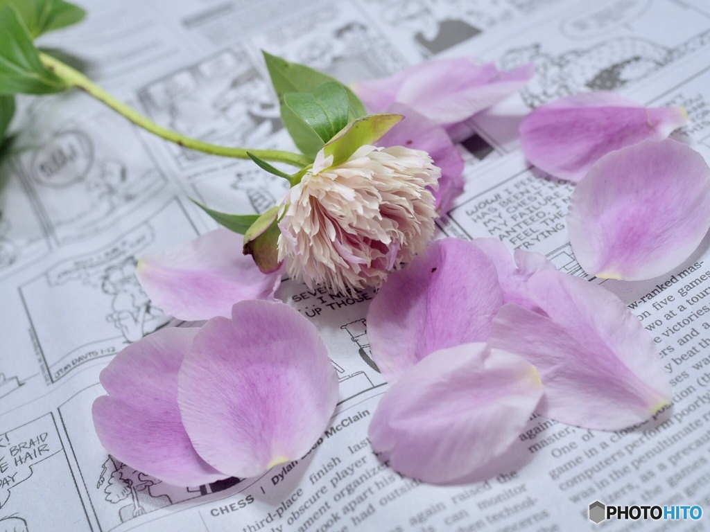 散り際まで美しくて