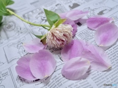 散り際まで美しくて