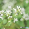 Euphorbia Diamond Star
