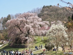 枝垂れ桜と人と